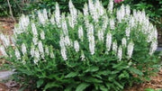 Salvia Nemorosa 'Snow Hill'